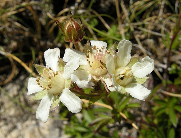 Potentilla caulescens / Cinquefoglia penzola